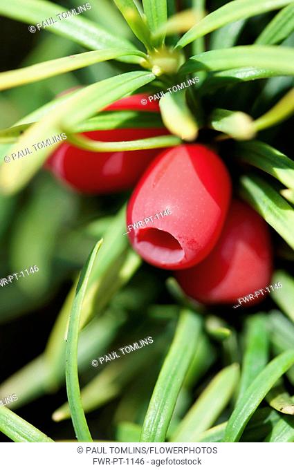 Yew, Common Yew ?¸Standishii??, Taxus baccata 'standishii', Close view of the red berries and leaves