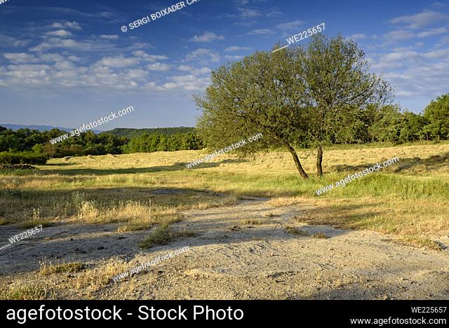 A holm oak in front of a dry farming field near the Garet reservoir, in Lluçá  (Lluçanès, Osona, Catalonia, Spain)