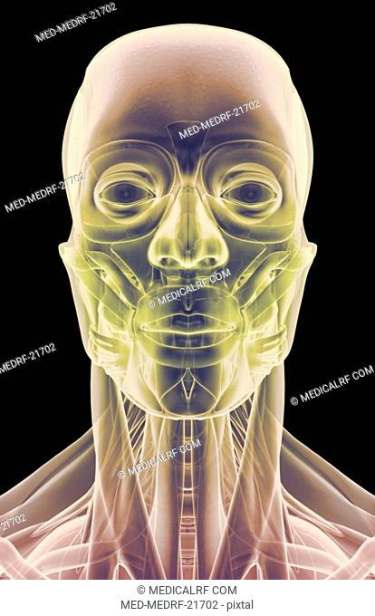 The muscles of the head, neck and face