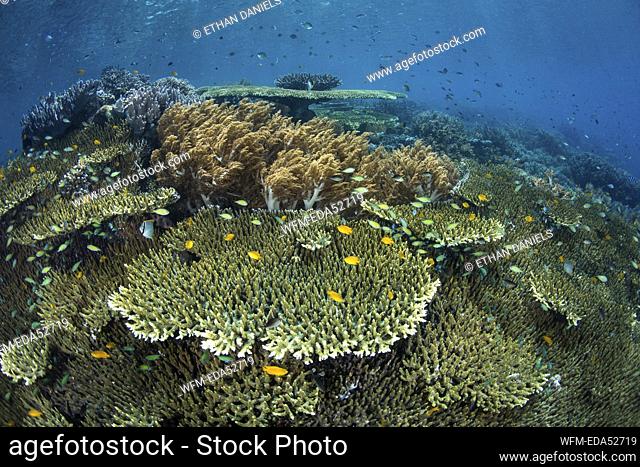 Table Corals on Reef Top, Acropora, Raja Ampat, West Papua, Indonesia