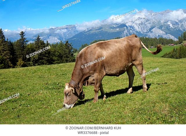 Grasendes Rind mit braunem Fell auf einer Almwiese an einem sonnigen Tag. Querformat. Grazing cattle with brown fur on an alpine meadow on a sunny day
