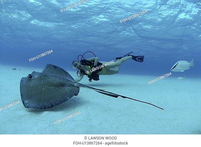 Bikini Diver with Sting rays, Stingray City Sandbar, Grand Cayman Island, Cayman Islands, Caribbean