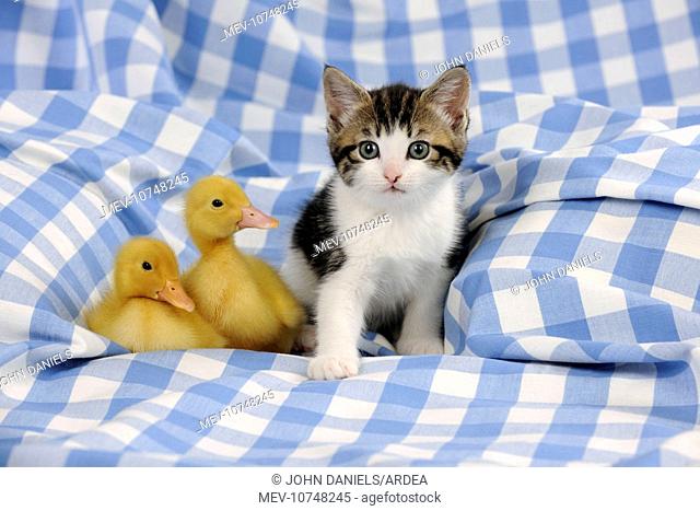 CAT & DUCK. Kitten sitting next to two ducklings sitting