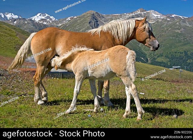 Säugendes Pferdefohlen mit Haflingermutter vor dem Gebirgsstock der Berninagruppe