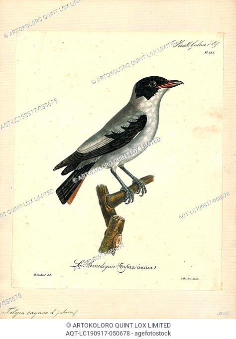 Tityra cayana, Print, The black-tailed tityra (Tityra cayana) is a medium-sized passerine bird of tropical South America