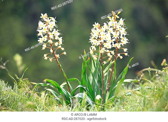 Foxtail Lily, Kazakhstan / Eremurus lactiflorus