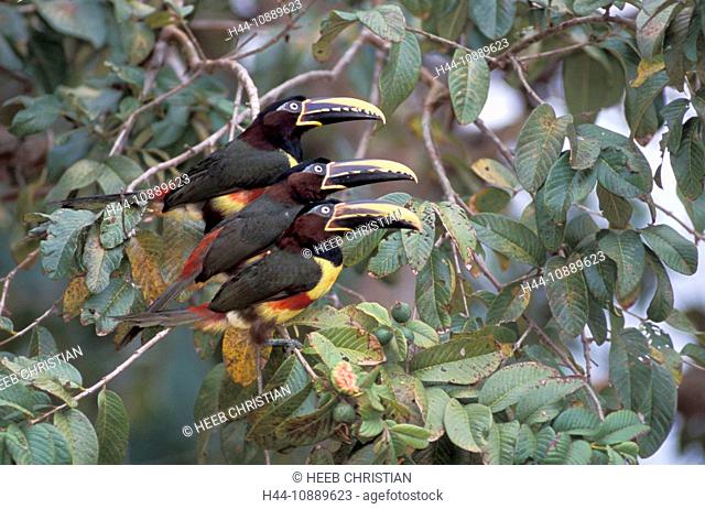 Chestnut-eared Aracari, Pteroglossus castanotis, Pantanal, near Cuiaba, Mato Grosso, Brazil, South America, bird, tree