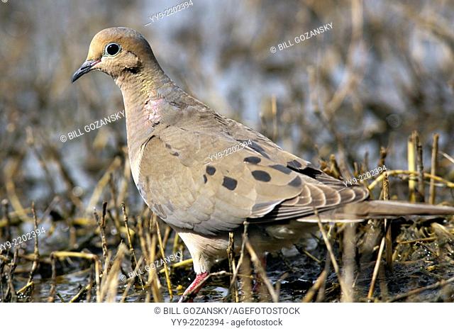 Mourning Dove - Camp Lula Sams - Brownsville, Texas USA