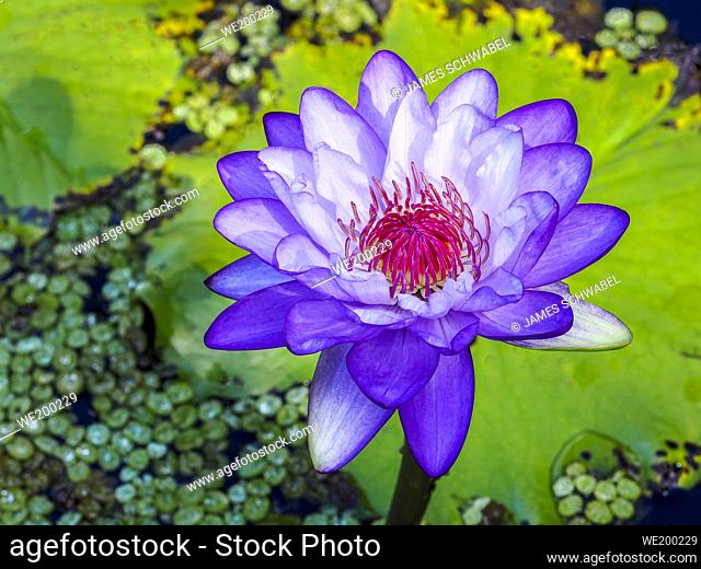 Close-up of single Water Lily (Nymphaeaceae)