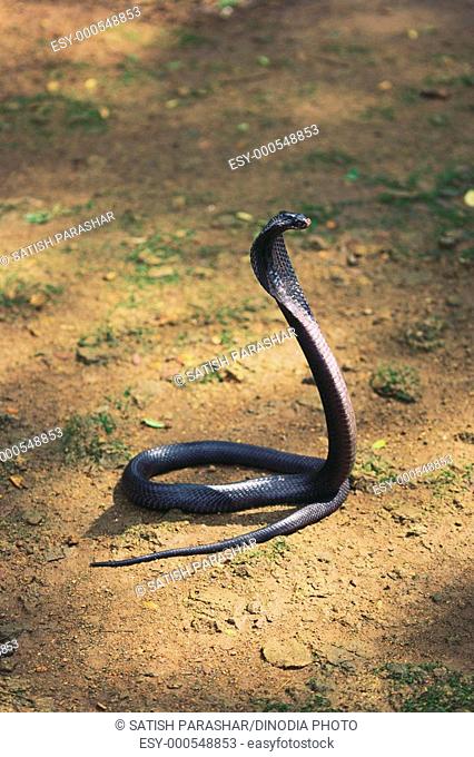 Reptiles , black cobra snake naja naja