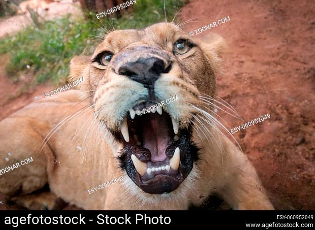 female lion showing teeth , looking at camera -