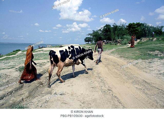 A man with his cattle at the bank of Padma river Pabna, Bangladesh June 2010