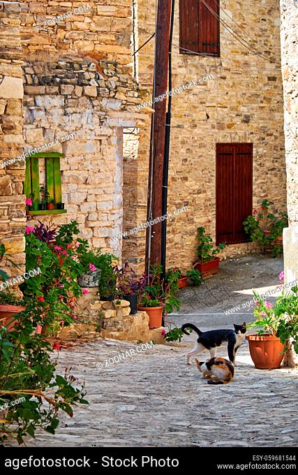 The black and white and calico cats on the narrow paved streets of Pano Lefkara village. Larnaca District. Cyprus