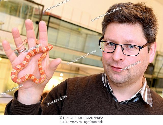 Florian Brandes, head of the centre and veterinary specialist for wild animals, holds up a corn snake in the quarantine facility of the Sachsenhagen Centre for...