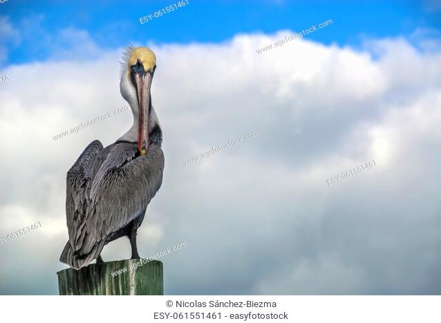 Brown Pelican (Pelecanus occidentalis) perched in a wood with a cloudy background