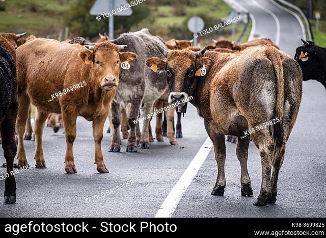 herd of cows blocking the road, Mata de Hoz , municipio de Valdeolea , Cantabria, Spain