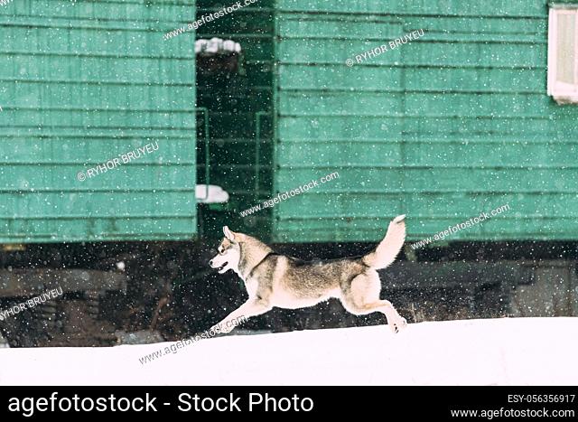 Young Husky Dog Play, Fast Funny Running Outdoor In Snow, Snowdrift Near Railway Carriage. Pet Play In Winter Day