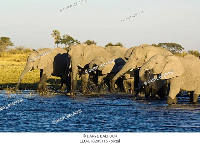Herd of elephants drinking at Selinda Channel, Selinda Private Game Reserve, Botswana