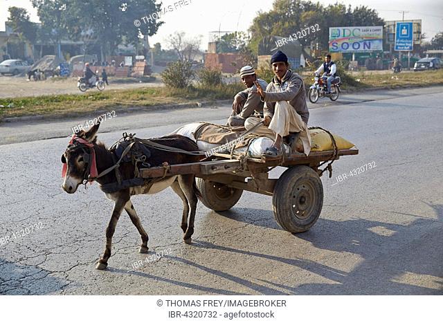 Team of donkeys on the road, Rawalpindi, Pakistan