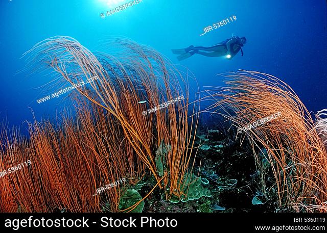 Red Sea Whip and scuba diver, Papua-New Guinea (Junceella rubra)