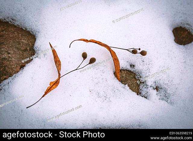 Nature background with two linden seed pieces on beautiful snow background on winter day