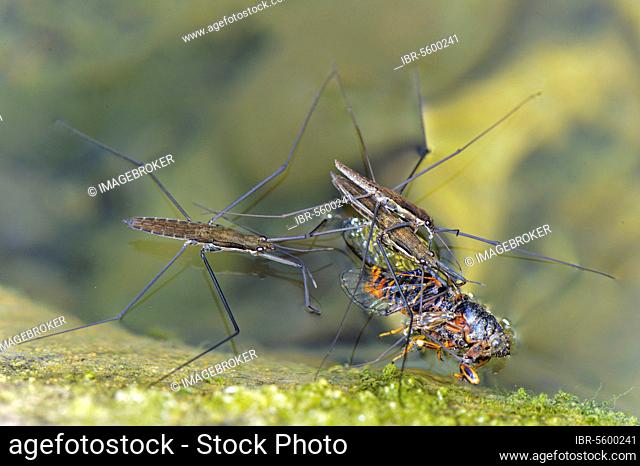 Common pond skater (Gerris lacustris) three adults feeding on dead cicadas (Cicada orni) on the water surface, Italy, Europe
