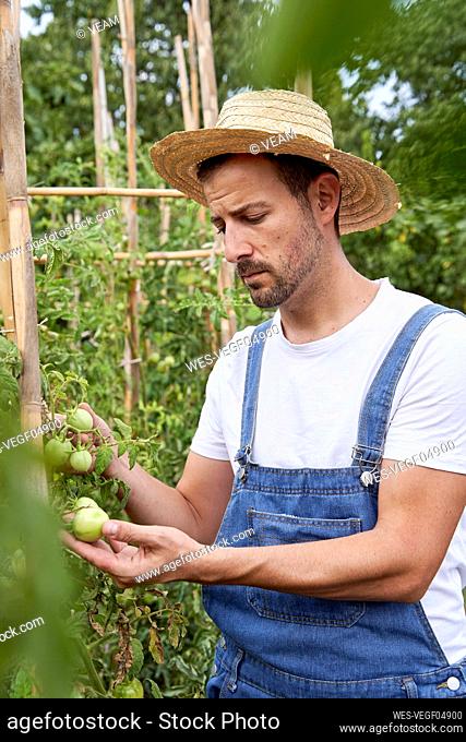 Farmer wearing hat examining tomatoes while working at agricultural field