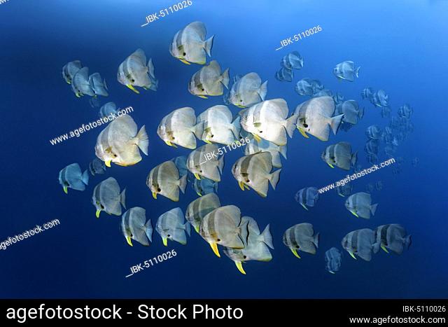 Swarm of Longfin Batfishes (Platax teira), Red Sea, Egypt, Africa