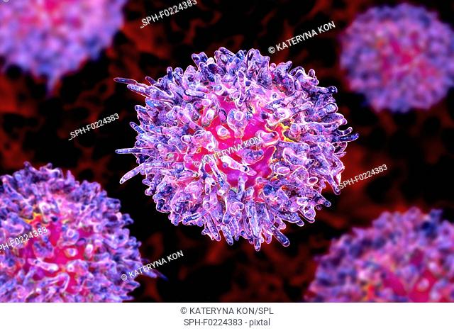 Lymphocytes in hairy cell leukaemia, illustration