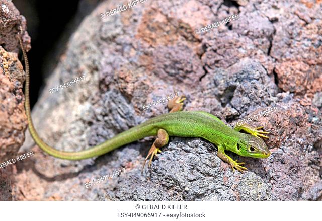 Half-grown Western Emerald lizard Lacerta bilineata from the Imperial Chair