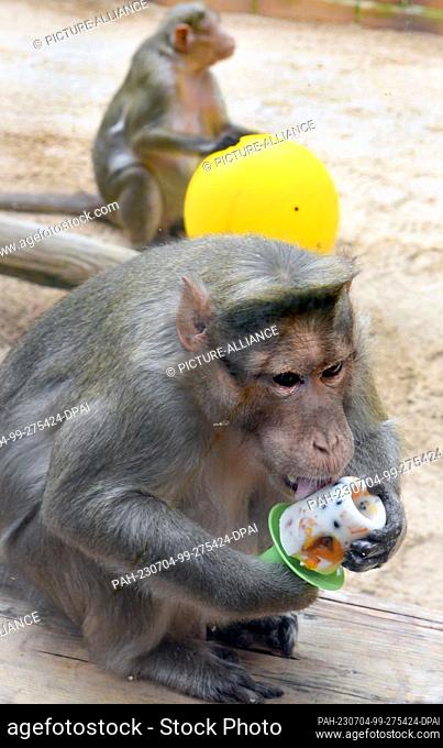 30 June 2023, Saxony, Eilenburg: Bino, a 31-year-old hat monkey, sits in his age-appropriate enclosure at Eilenburg Zoo with a yogurt ice cream with fruit that...