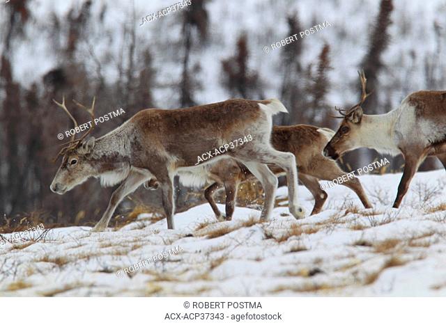 Caribou of the Porcupine Caribou Herd along the Dempster Highway, Yukon Territory, Canada
