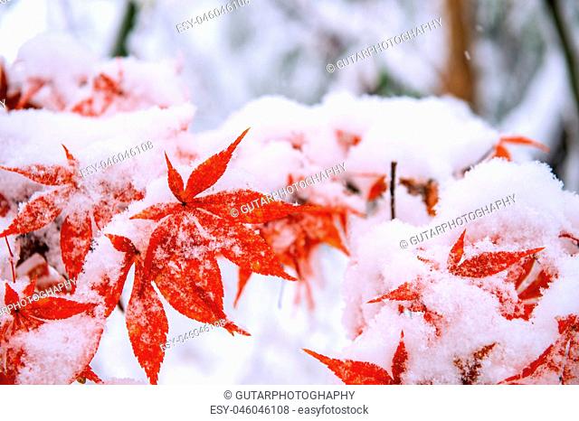 Red fall maple tree covered in snow, South Korea