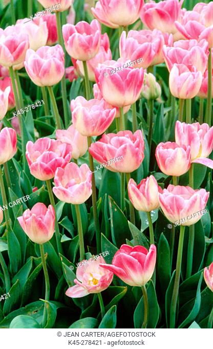 Pink tulips 'New Design'. Wooden Shoe Bulb Company. Willamette Valley. Oregon. USA