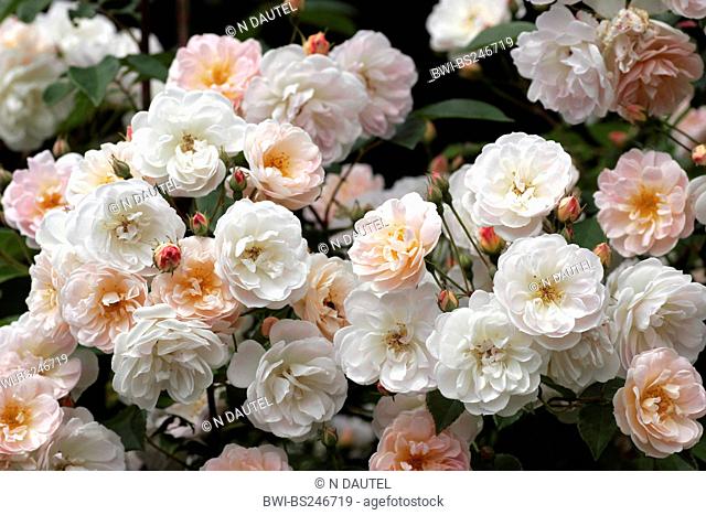 ornamental rose Rosa 'Treasure Trove', Rosa Treasure Trove, cultivar Treasure Trove