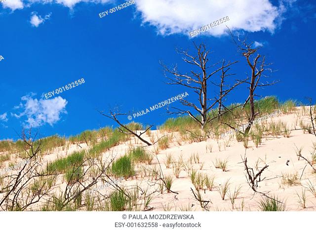 Moving dunes near the Baltic Sea