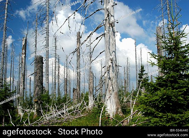 Forest dieback on the Lusen, Bavarian Forest, Bavaria, Germany, Europe