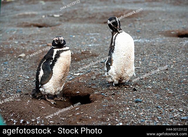 Bei den Magellan-Pinguinen auf der Insel Magdalena in Chile