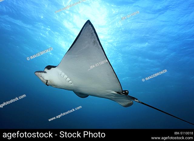 Spotted eagle ray (Aetobatus narinari) in the backlight of the sun, just below the sea surface, Red Sea, Egypt, Africa