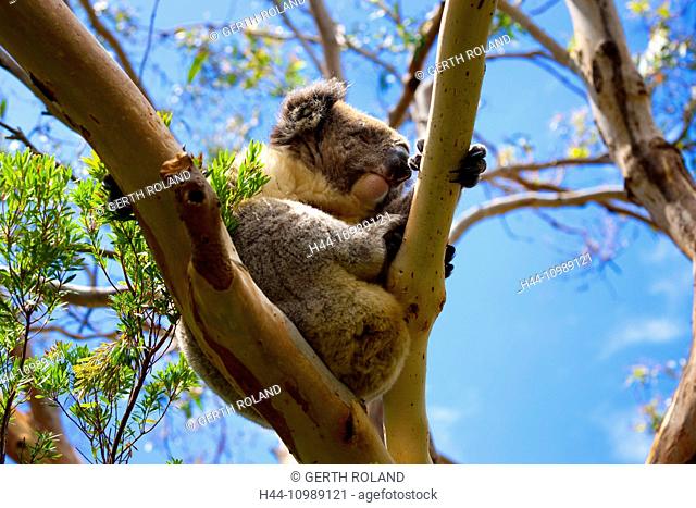Koala in Great Otway National park in Victoria, Australia