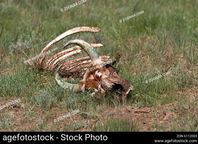 skeleton of a dead cow in the spring Kalmyk steppe