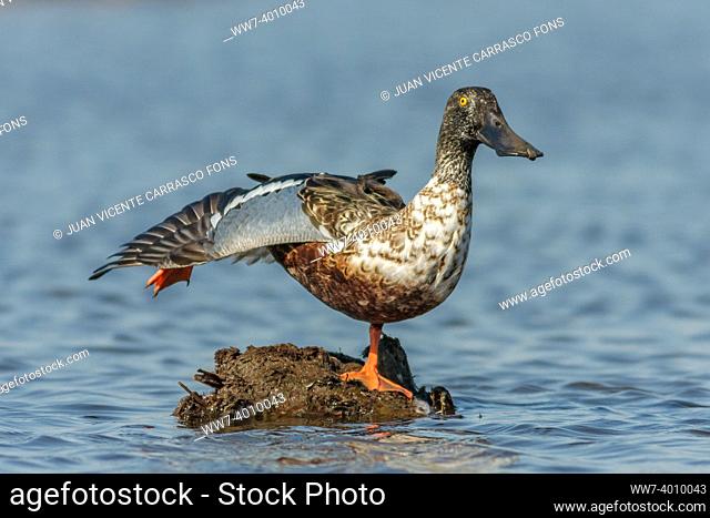 Northern shoveler male, Anas clypeata, stretching wing