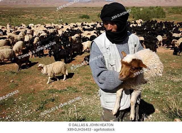 Africa, North Africa, Morocco, High Atlas Mountains, Dades Valley, Shepherd Holding Sheep