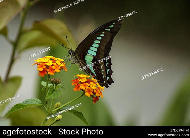 Graphium sarpedon (common bluebottle/triangle butterfly) sipping nectar from lantana flower cluster (umbel), closed wings, macro. Chengdu, China