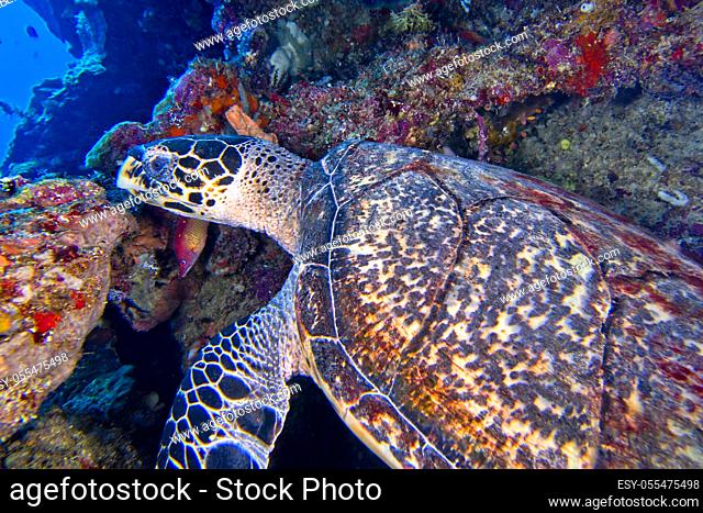 Hawksbill Sea Turtle, Eretmochelys imbricata, Bunaken National Marine Park, Bunaken, North Sulawesi, Indonesia, Asia