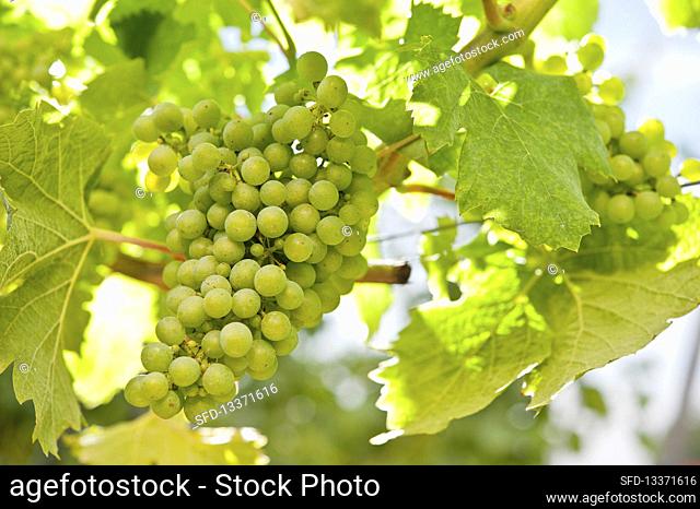 Grapes, Markgraf vineyard, Bodensee, Baden, Germany