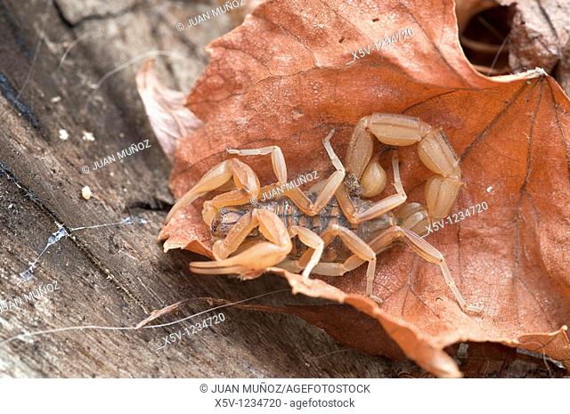 Scorpion Buthus occitanus