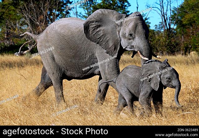 Elefanten im Moremi Game Reserve, Botswana; Elephants in Moremi Game Reserve, Botsuana
