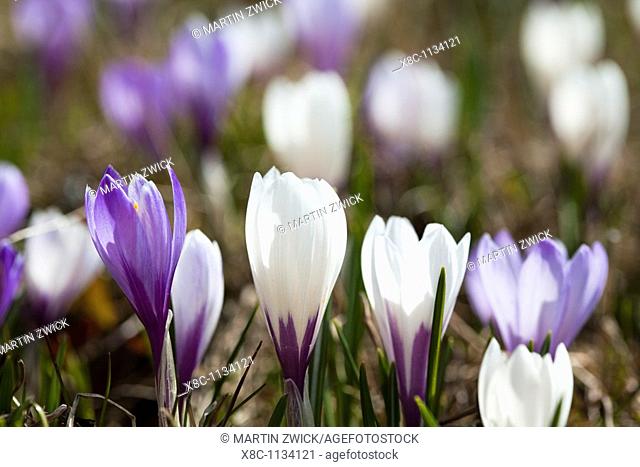Spring crocus Crocus vernus is a harbinger of spring in the high mountains of the alps  It often forms flower meadows around the mountain alpes of the local...