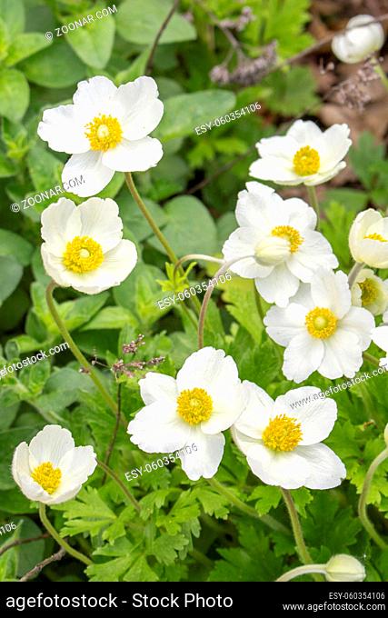 White anemones. Natural buttercups anemones buttercups with nature garden plant white petals yellow stamens, early spring flowers